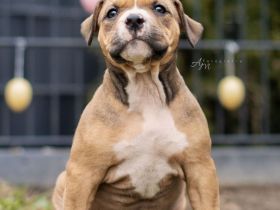 American Bully Welpen