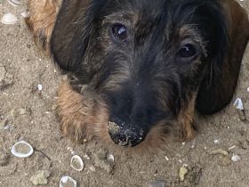 Dackelkinder sind bereit die Welt zu erobern!