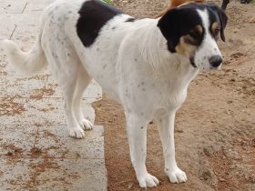 HÜNDIN PINA, weiblich noch in Griechenland