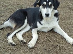 Junghündin June / derzeit noch in Griechenland