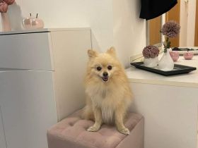 Zwergspitz zu verkaufen