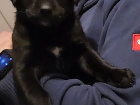 Große Schweizer &Labrador