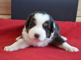 Australian Shepherd Welpen