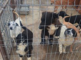 liebe 5 monatige Welpen im rumänischen Tierheim, suchen Adoptanten oder ein Heim, damit sie nicht im