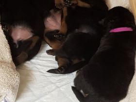 Rottweilerwelpen vom Silberdamm