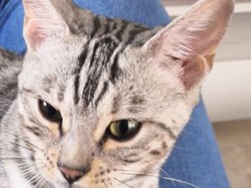 Prinzessin sucht Schloss, Bengal kätzin