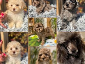 Merle Toy und Zwergpudel Welpen