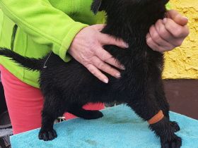 Deutsche Schäferhund Welpen  100%DDR Blut