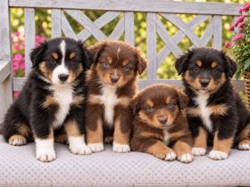 Miniature Australian Shepherd Welpen mit Papieren