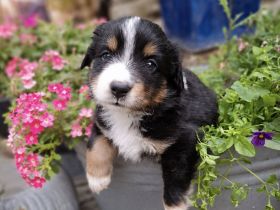Miniature Australian Shepherd Welpen mit Papieren