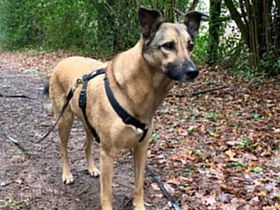 Notfall Amy 5,5 Jahre sucht ruhiges Zuhause