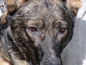 Danny 4, männlicher Schäferhund-Mix