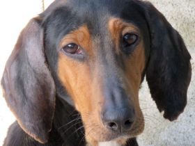 Elvis 2, männlicher Hound-Mix