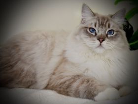 bellinis infinity deckkater