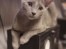 Deckkater ( Russisch Blau)