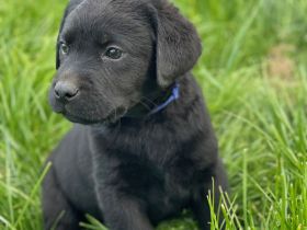 Reinrassige Labrador Welpen mit Ahnentafel