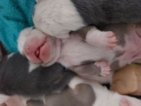 Wunderschöne Old Englisch Bulldog Welpen lilac