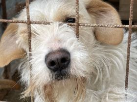 Tierschutz Pfote & Co e.V. - kleiner Verein in 53797 Lohmar sucht Pflegestellen und Unterstützung