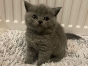 Wunderschöne BKH Kitten zu verkaufen