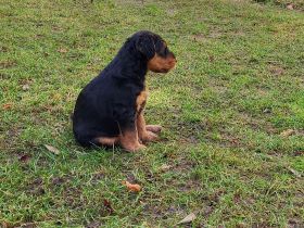 2 wunderschöne, vielversprechende Airedale Zwerge