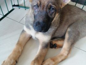 9 Deutsche Schäferhund Welpen