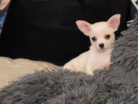 Liebevolle hübsche Chihuahua Hündin 5 Monate jung
