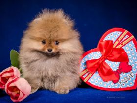 Pomeranian Zwergspitz