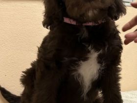 Labradoodlewelpen in schokobraun