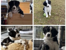 Australian Shepherd Welpen