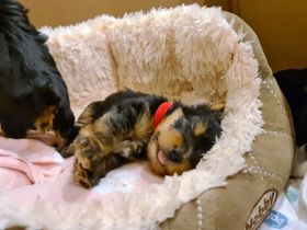 Yorkshire Terrier Welpen