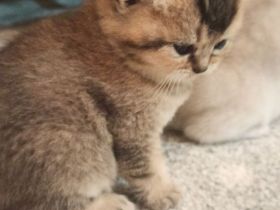 Bkh Babys reinrassig Black Golden und Silver Shaded