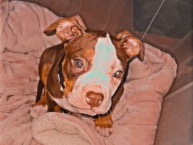 Süßer Hunde Welpe zu verkaufen