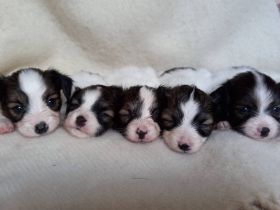 Niedliche Papillon-Welpen (Rüden).