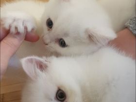 Kitten BKH (männlich-weiss)