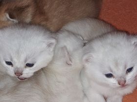 Kitten BKH zum Reservierung