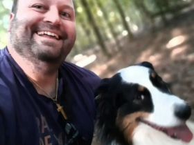 Australien Sheperd  Rüde zum Decken!