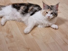Maine coon abzugeben