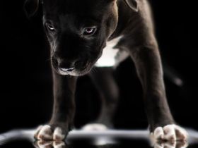 American Bully Welpen