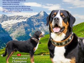 Grosser Schweizer Sennenhund, reinrassiger, gekörter Deckrüde