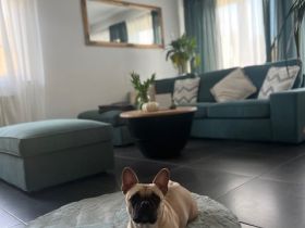 Wurf 20.03.23 ,,Frops"