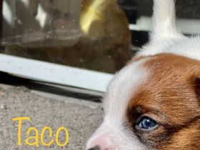 Jack Russell Terrier