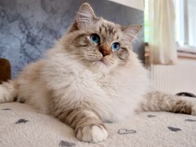 Ragdolls von den kleinen Knispeln