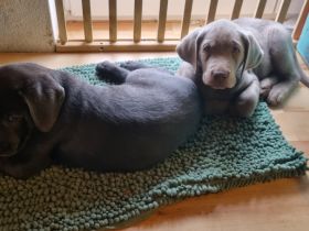 Reinrassige Labrador Welpen mit Ahnentafel