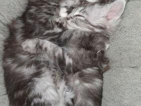 Maine Coons of Daisytown