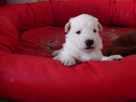 Schweizer weiße Schäferhunde