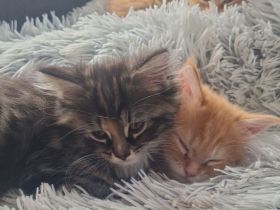 Maine Coon Kitten