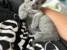 reinrassiger russischer blauer Kitten