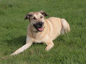 Balu, Kangal-Mix, geb. 2013, su. Kangal-erfahrene Hundebesitzer