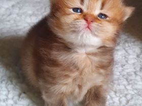 Britisch Kurz und Langhaar Babys mit Stammbaum