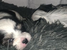 4 Chihuahua-Malteser Welpen